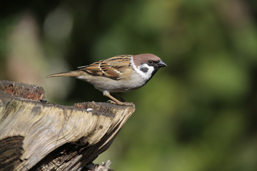 Feldsperling sitzt auf Holz, Passer montanus
