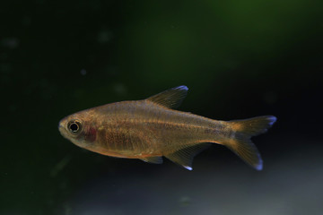 Fototapeta premium Kupfersalmler im Aquarium, Hasemania nana