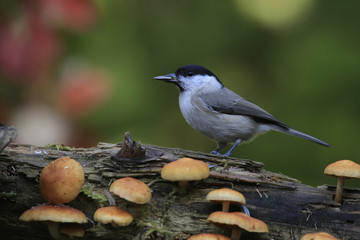 Weidenmeise auf Baumstamm mit Pilzen, Poecile montanus