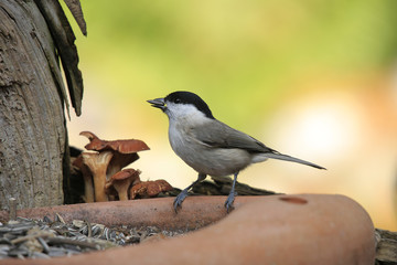 Weidenmeise am Futterplatz, Poecile montanus