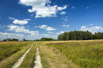 Road through meadows and wild trees