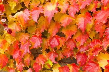 Naklejka na ściany i meble leaves change color in fall, Red Leaves, Autumn atmosphere, autumnal tints 