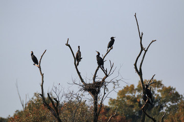 Cormorani sulla cima degli alberi lungo il fiume Adda - Oasi dell'Alberone