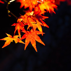 紅葉
