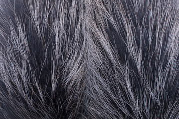 Natural fur close-up