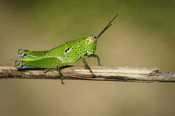 Image of green grasshopper (Acrididae) on dry branches. Insect Animal