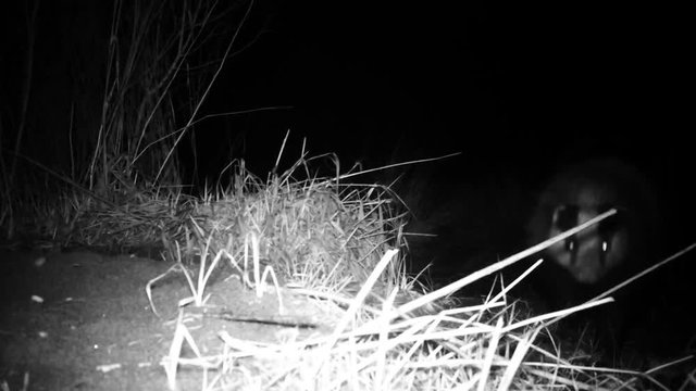 European badger (Meles meles, Eurasian badger, dachs, tejon, tasso, porsuk, grevling, bursucul) an european Mustelidae mammal FullHD 1080p Video