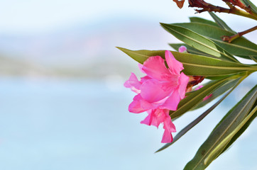 Pink Nerium oleander flower.  Summer time