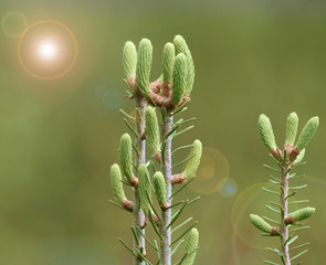 New growth on an Evergreen tree in early spring
