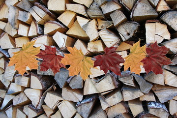 Chopped and stacked country village pile of birch wood with red and yellow leaves of maple. Texture, background