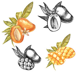 Set of Watercolor botanical illustration. Mango Fruit and flowers isolated on white background. Watercolor and graphic illustration.