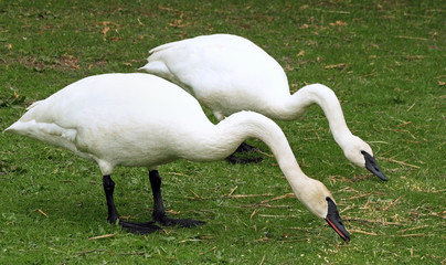 Breeding pair of wild Trumpeter Swans feeding on land
