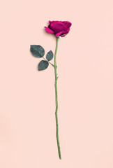 Pink rose flower isolated on a white background