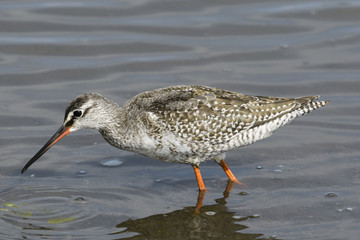 ツルシギ(Spotted Redshank)