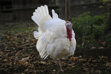 Haus-Truthahn am Bauernhof, Bayern, Deutschland, Europa