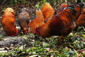 Home  thoroughbred cocks in the yard