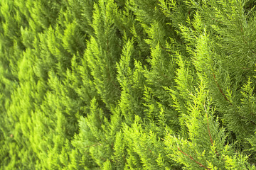 Evergreen thuja tree branches closeup. Background and texture