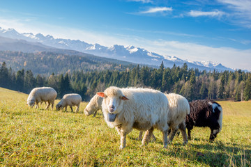 sheep grazing on a mountain meadow