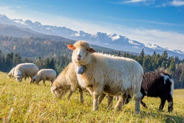 Fototapeten sheep grazing on a mountain meadow © Mike Mareen