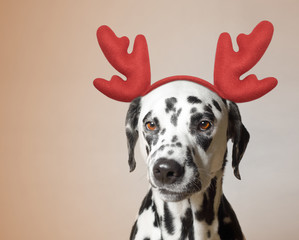 Santa claus dalmatian dog with new year horns and angry face - obrazy, fototapety, plakaty