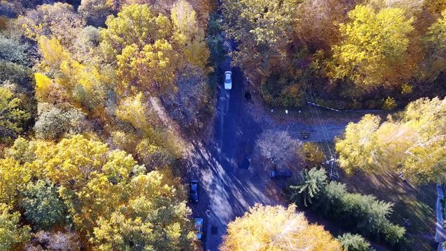 Aerial view of the forest with trees covered with yellow foliage and road