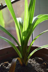 Herbs on window sill