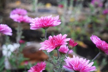 Obraz premium Flowers in autumn