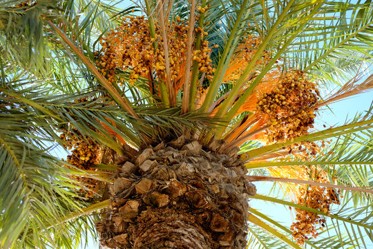 Date-Tree Images – Browse 256 Stock Photos, Vectors, and Video | Adobe ...