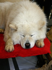 White Samoyed husky on the sled.