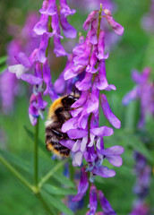 Bumblebee on purple flower