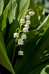 Obraz premium Lily of the valley