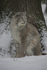 Eurasischer Luchs im Wald, Lynx lynx