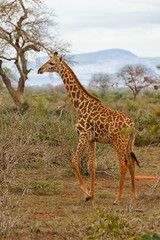 Young Giraffe Enjoying the Savannah