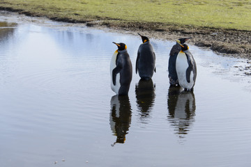 king penguins with reflection