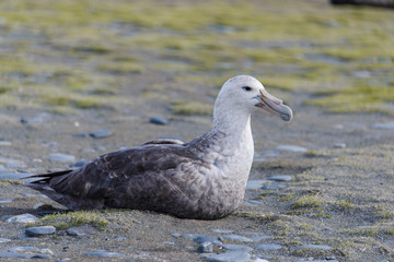 Giant petrel