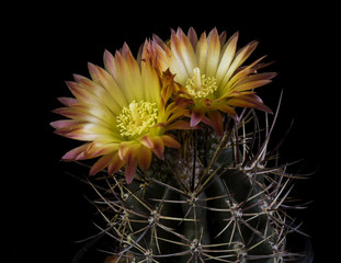 cactus named Eriosyce sp in flower . two yellow and orange flowers, big spine . cactus isolated on black background