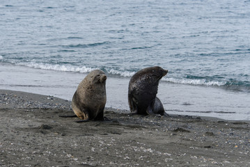 Fur seal