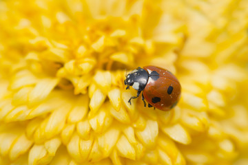 Red ladybug on a yellow flower, The Netherlands
