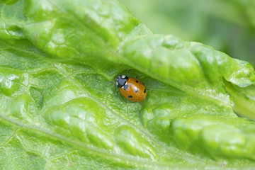 Red ladybugs mating on a green leaf, The Netherlands