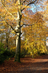 Fototapeta premium waldweg