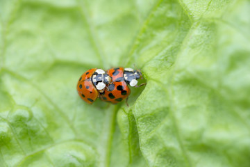 two red ladybugs mating on a green leaf, The Netherlands