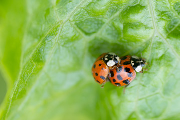 two red ladybugs mating on a green leaf, The Netherlands