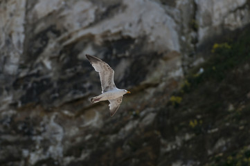 Le Tréport ist ein französischer Ort in der Normandie. Er ist bekannt für seine  Standseilbahn und die höchste Kreidefelswand Europas (110m)