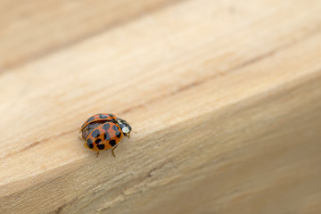 Red ladybug on wooden table, The Netherlands