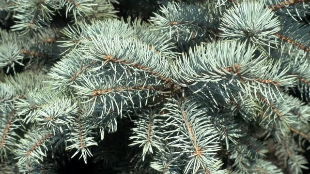 4K view of a Blue Spruce Branch moving in the light Wind. Closeup of Pine Tree branch.