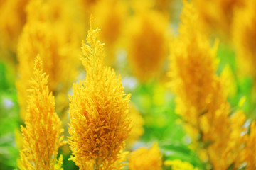 Beautiful bright yellow flowers on nature background