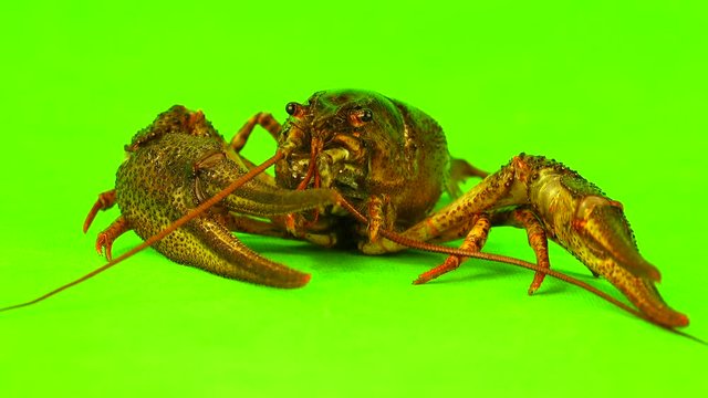 crawfish  on  green screen