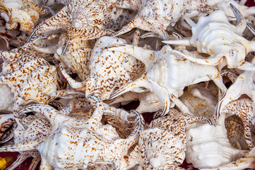 A variety of conch shells