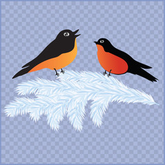 two bullfinches and a branch of spruce snow-white - isolated on a transparent background - art-creative vector