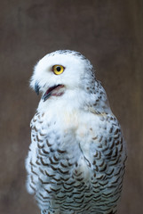Yellow owl With brown background